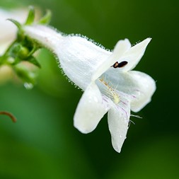 Penstemon (beardtongue)